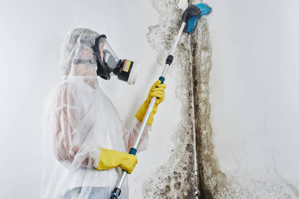 Best Attic Mold Remediation in Meiners Oaks, CA