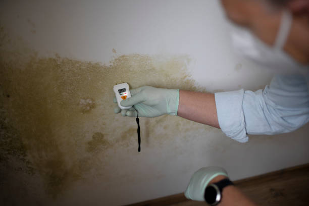 Best Mold Remediation for Specific Building Types in Meiners Oaks, CA